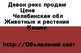 Девон рекс продам › Цена ­ 12 000 - Челябинская обл. Животные и растения » Кошки   
